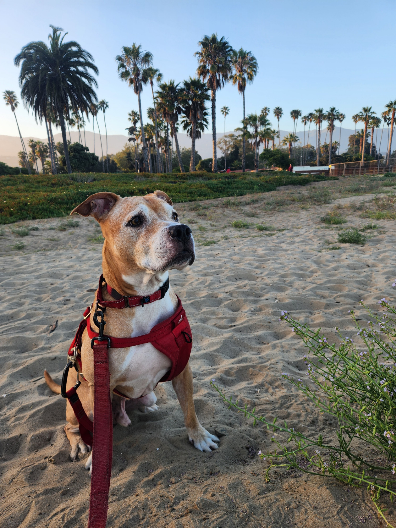 One of Rachelle's dogs enjoying a sandy beach at sunset