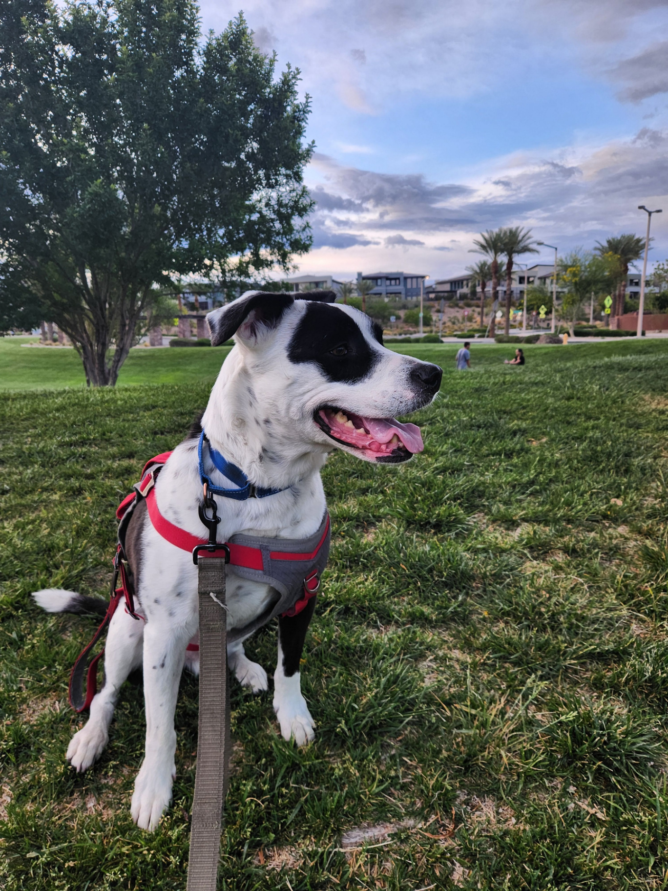 One of Rachelle's dogs happily sitting in a green park